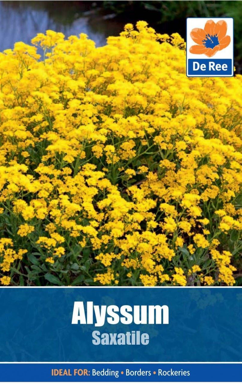 2  x alyssum saxatile