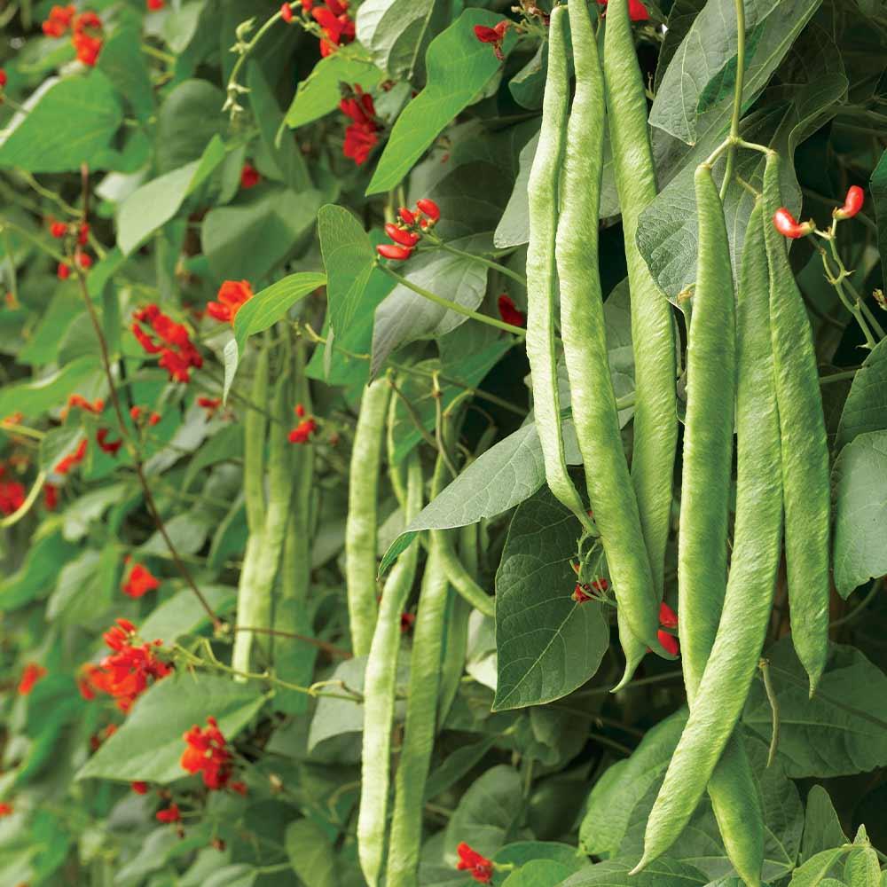 Runner Bean Scarlet Emperor