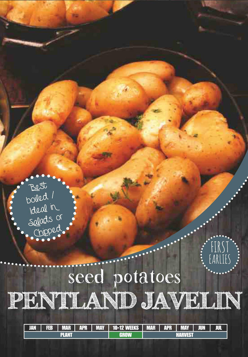 Pentland Javelin First Earlies Potatoes