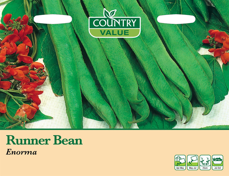 CV - Runner Bean Enorma