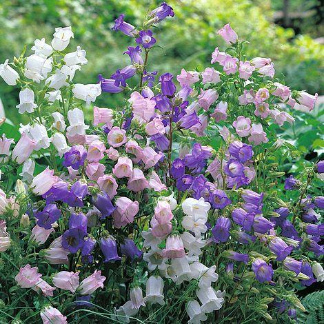 SG - Campanula Medium Mixed