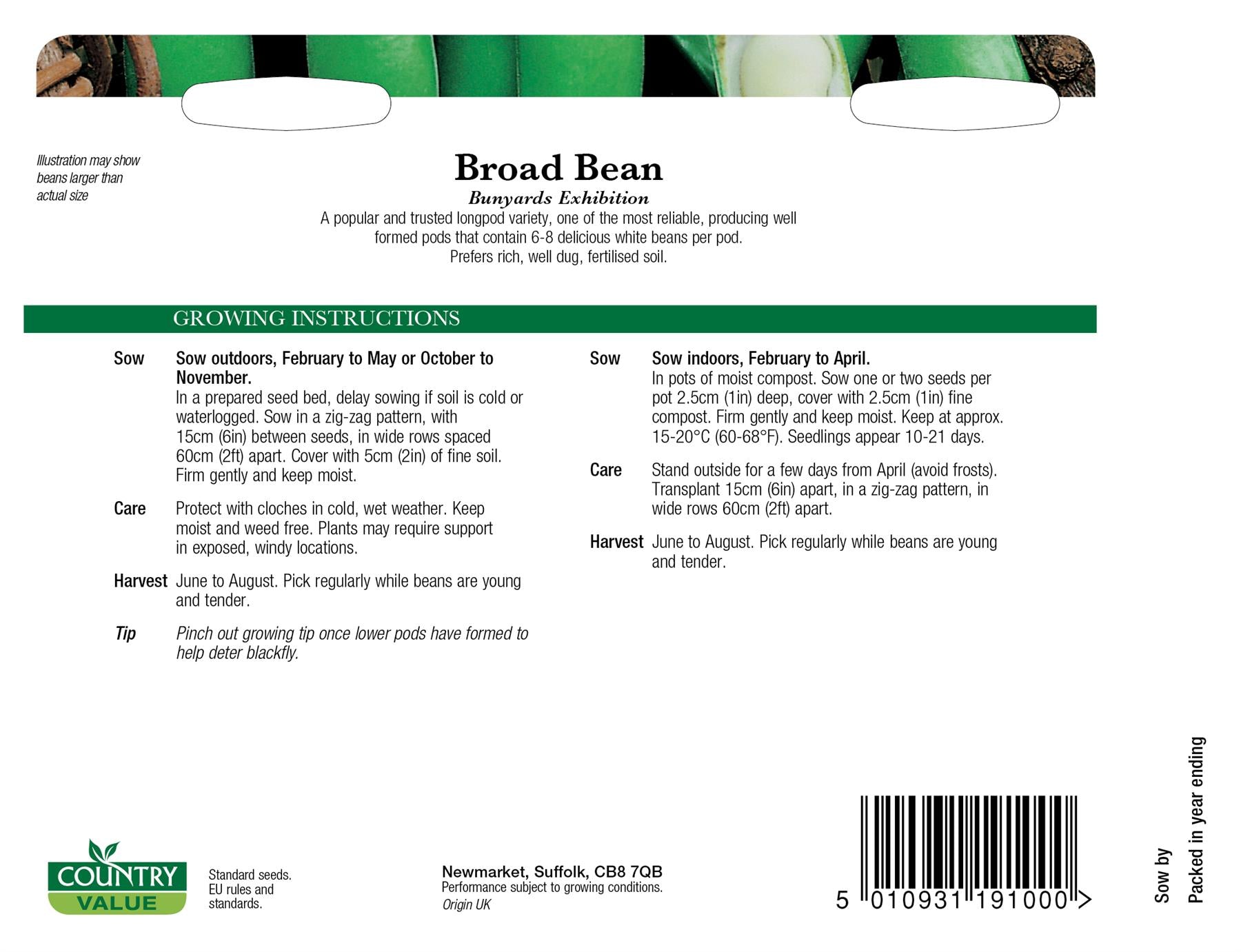 CV - Broad Bean Bunyards Exhibition