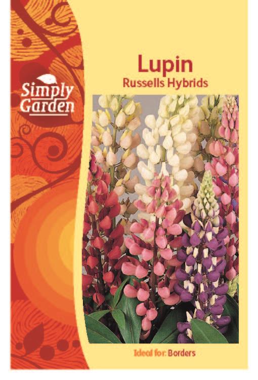 Lupin Russels Hybrids