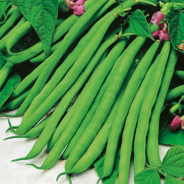 SG - Dwarf French Bean Tendergreen