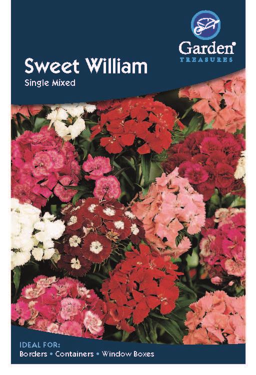 Sweet William Single Mixed