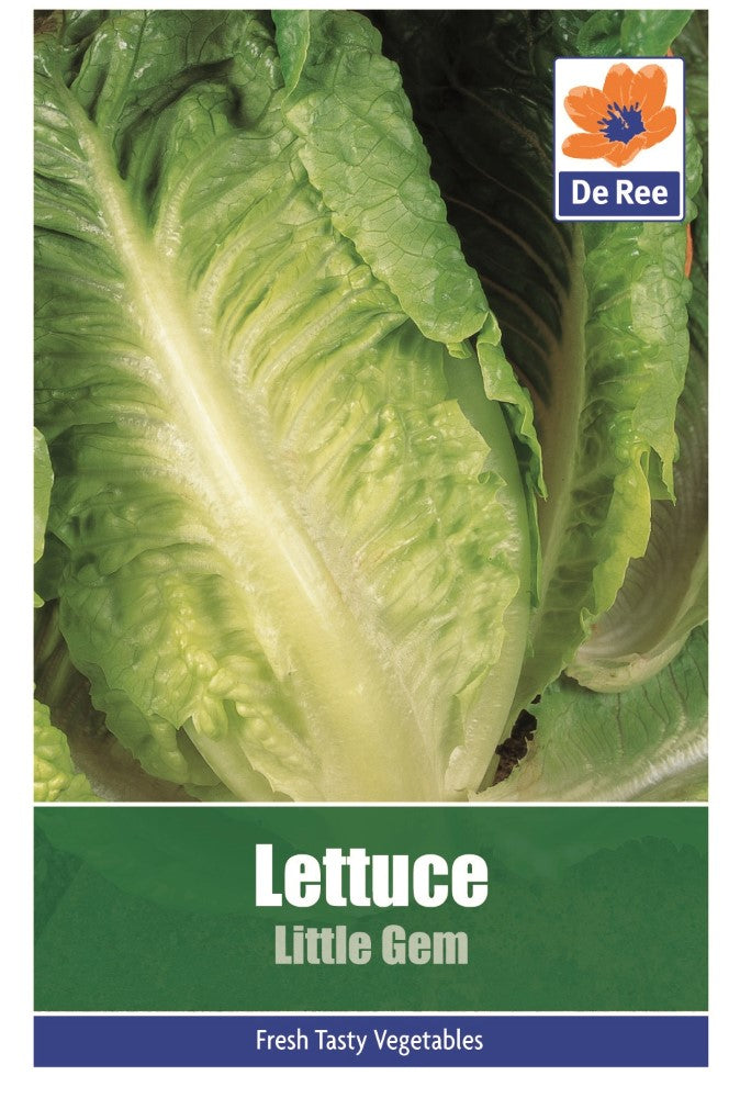 Lettuce: Little Gem Seeds