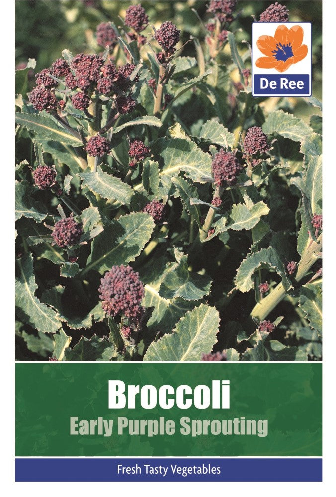 Broccoli: Early Purple Sprouting Seeds