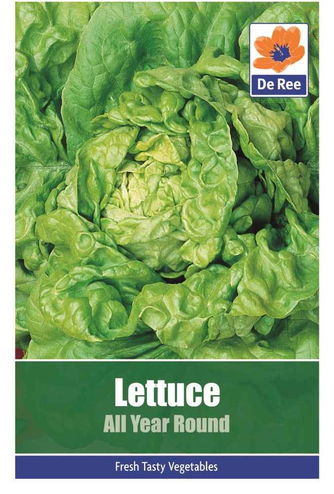 Lettuce: All year round Seeds