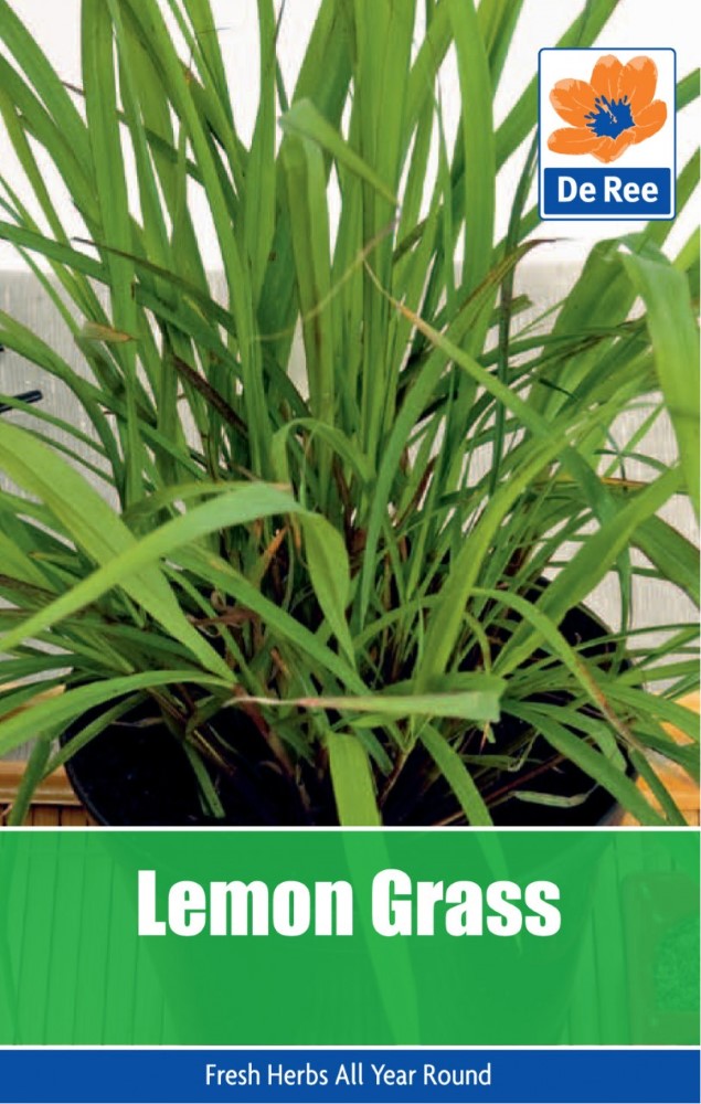 Lemon Grass Seeds