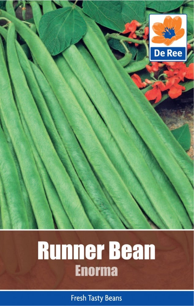 Runner Bean: Enorma Seeds