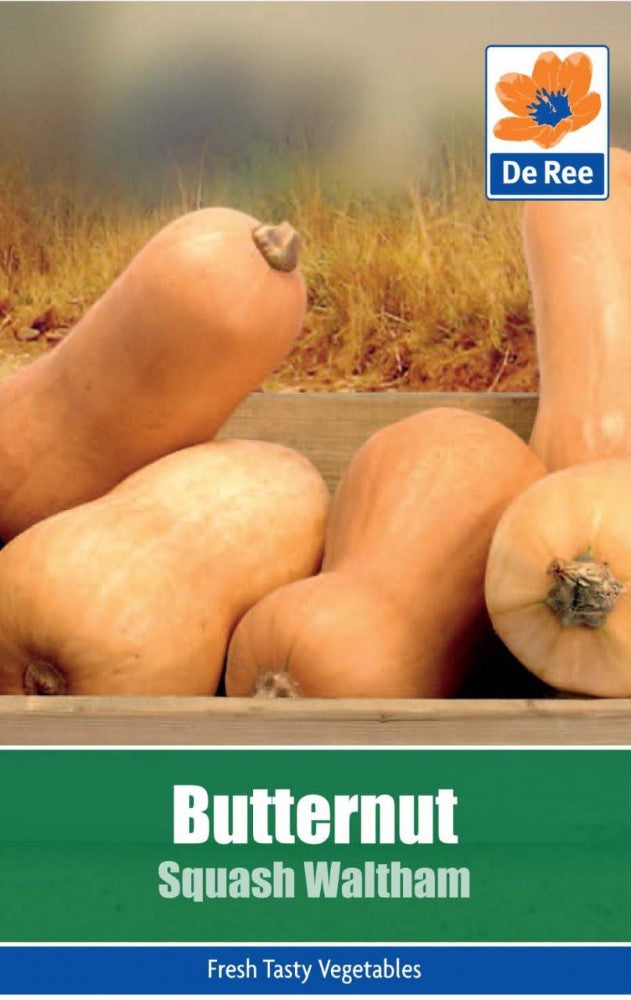 Butternut Squash: Waltham Seeds