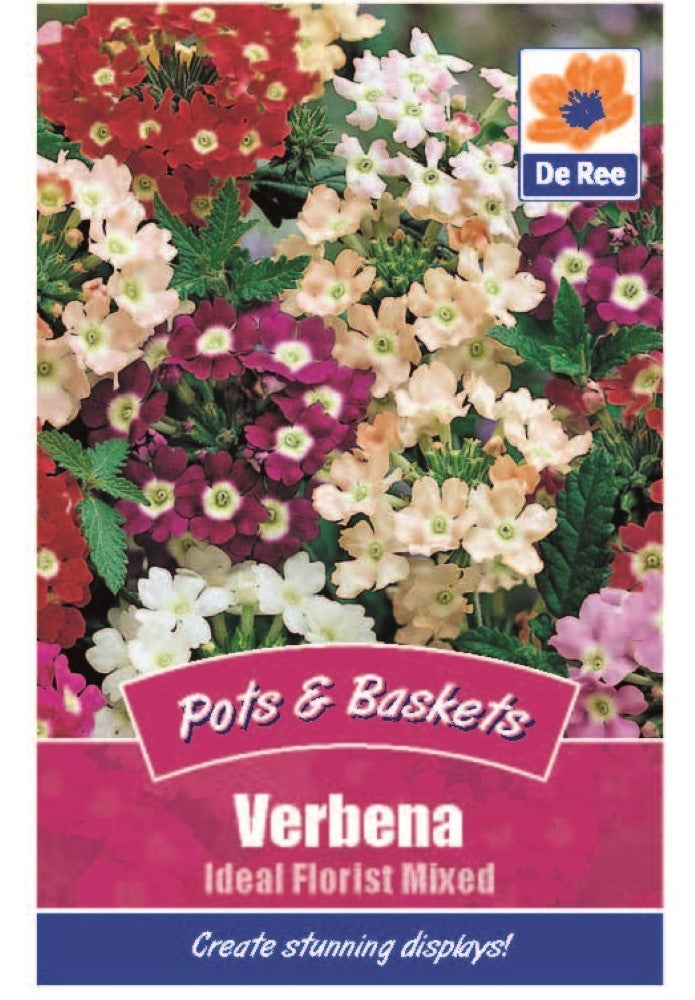 Verbena: Ideal Florist Mixed Seeds
