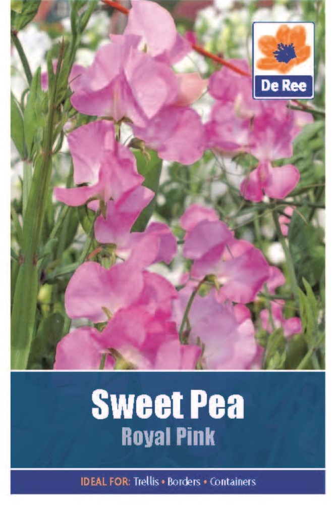 Sweet Pea: Royal Pink Seeds