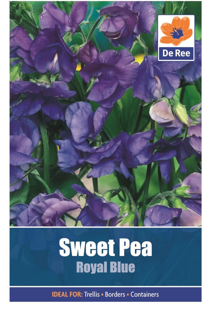 Sweet Pea: Royal Blue Seeds