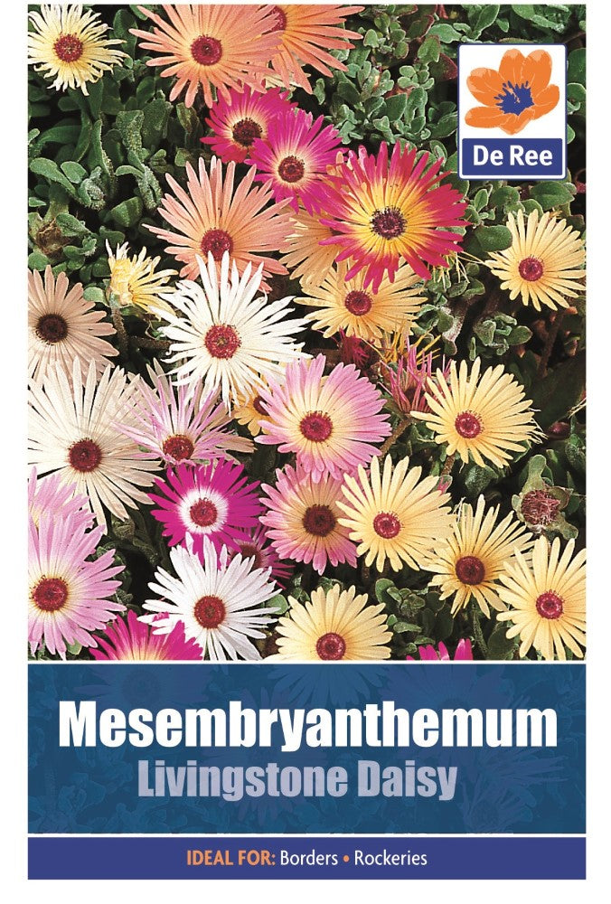 Mesembryanthemum: Livingstone Daisy Seeds