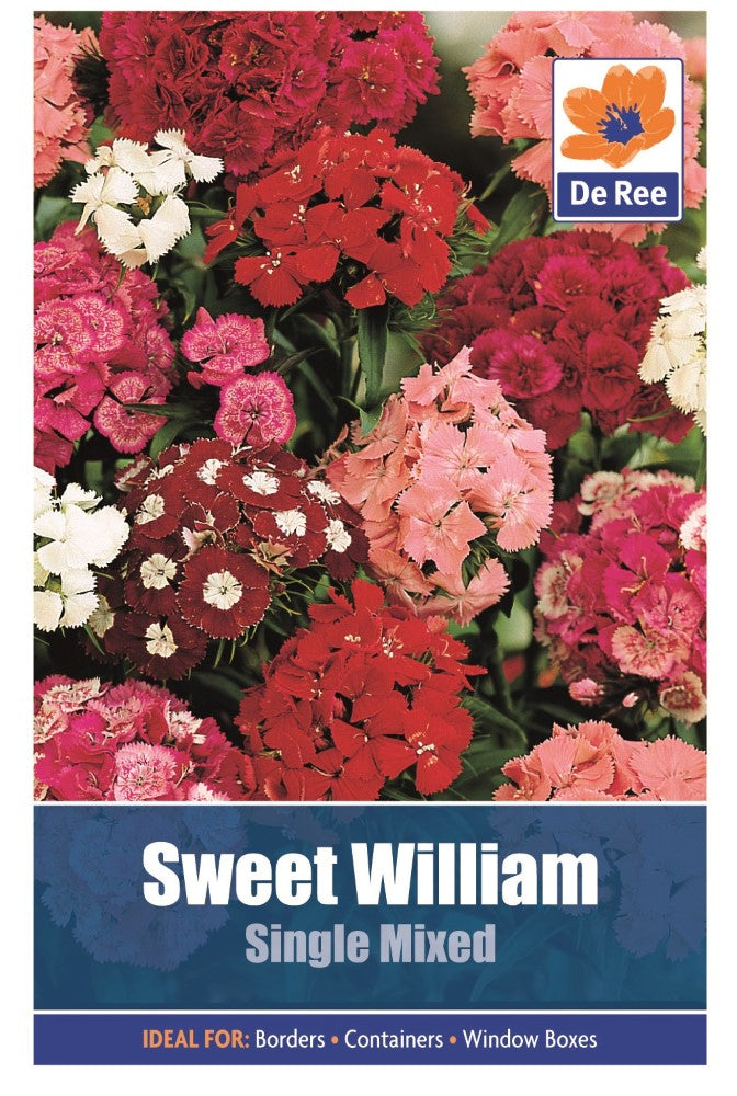 Sweet William: Single Mixed Seeds