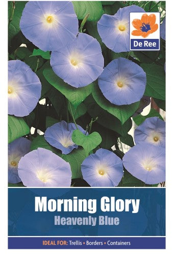 Morning Glory: Heavenly Blue Seeds
