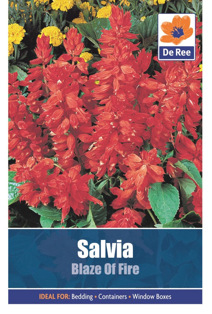 Salvia: Blaze of Fire Seeds