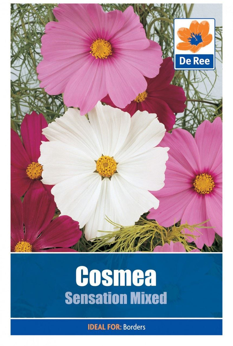 2 PACKS of COSMEA Sensation Mixed FLOWER SEEDS