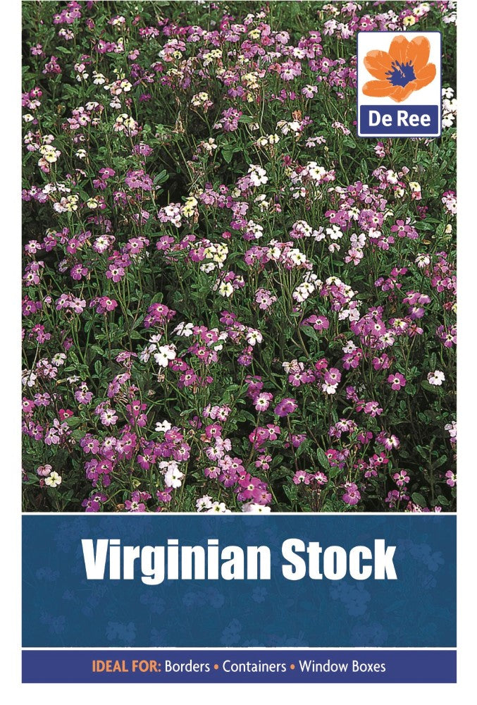 Virginian Stock Seeds