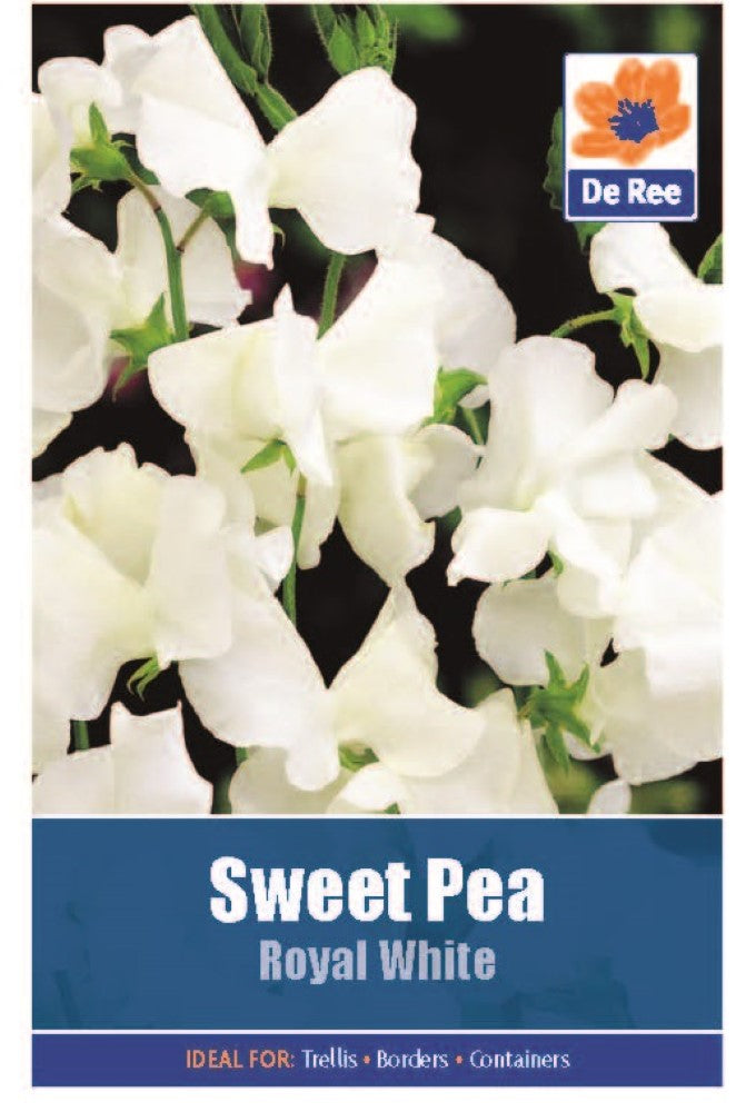 Sweet Pea: Royal White Seeds
