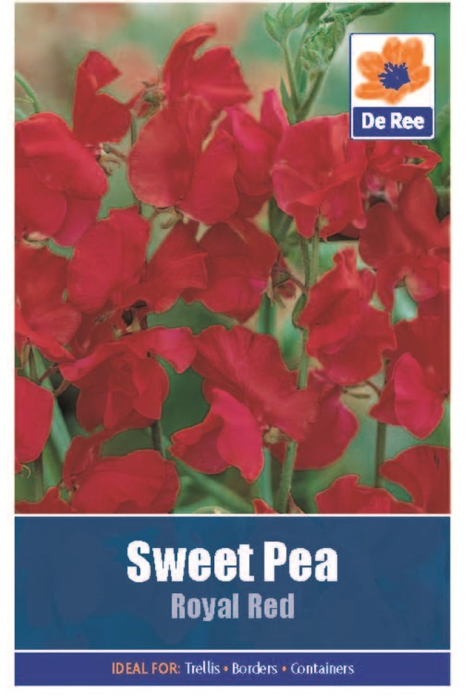 Sweet Pea: Royal Red Seeds