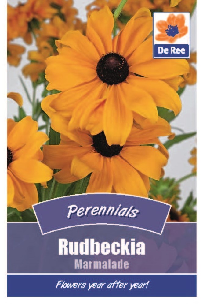 Rudbeckia: Marmalade Seeds