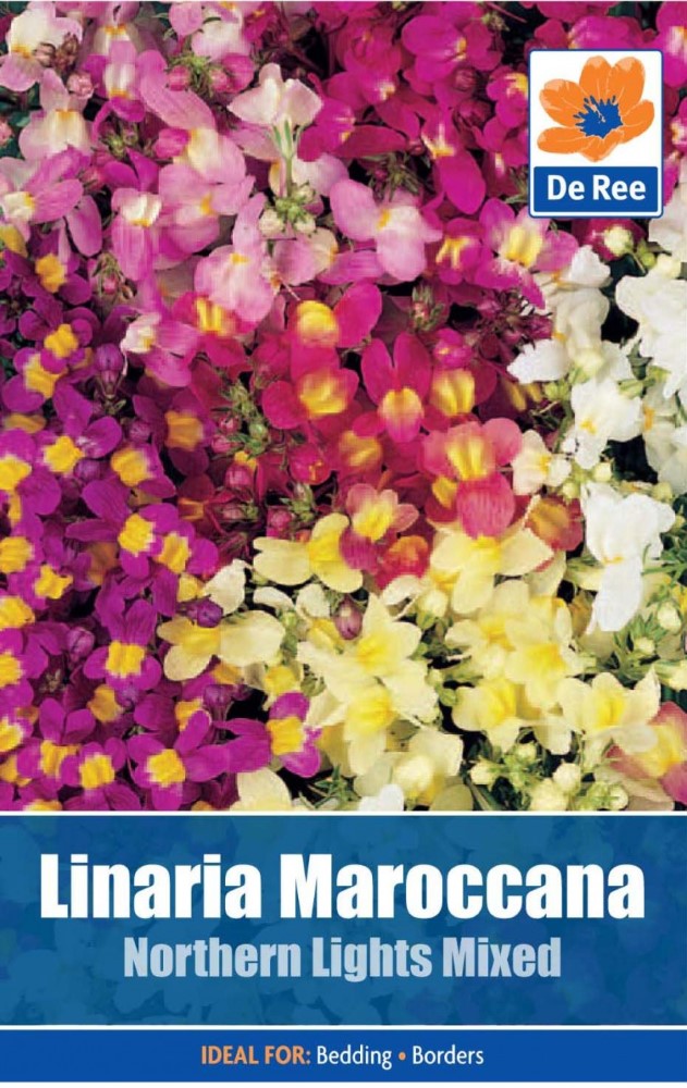 Linaria Maroccana: Northern Lights Mixed Seeds