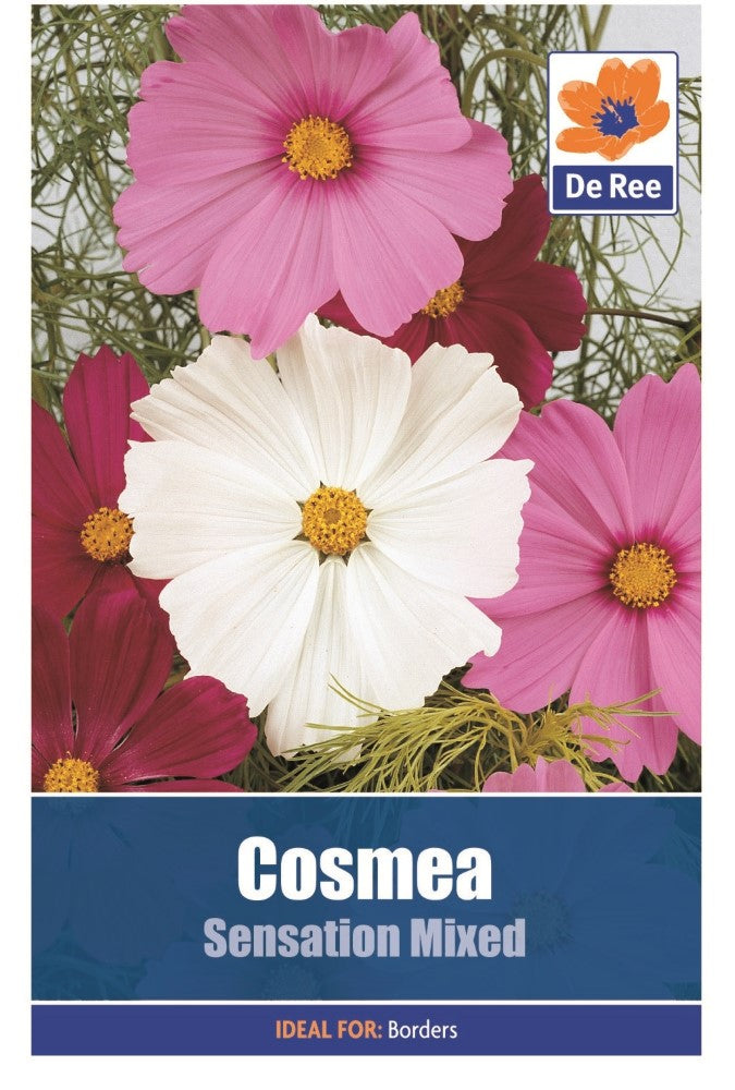 Cosmea: Sensation Mixed Seeds