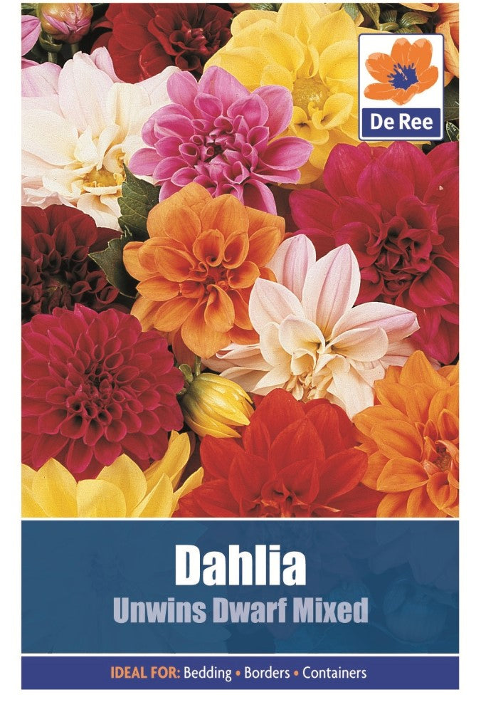 Dahlia: Unwin Dwarf Mixed Seeds