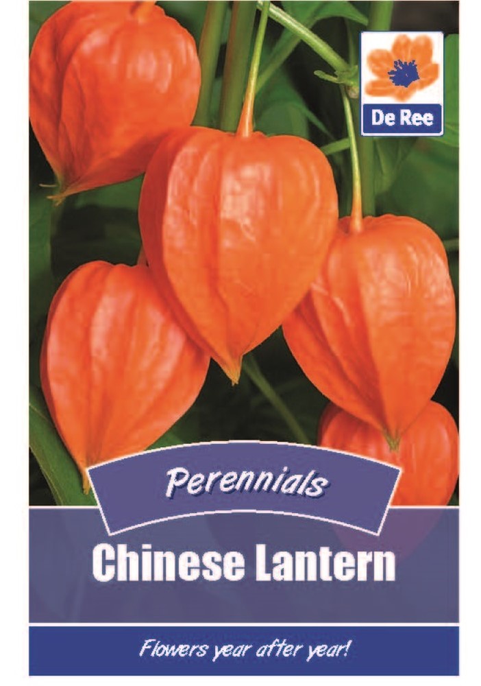 Chinese Lantern Seeds