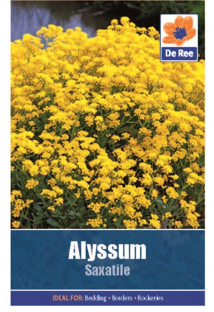 Alyssum: Saxtile Seeds