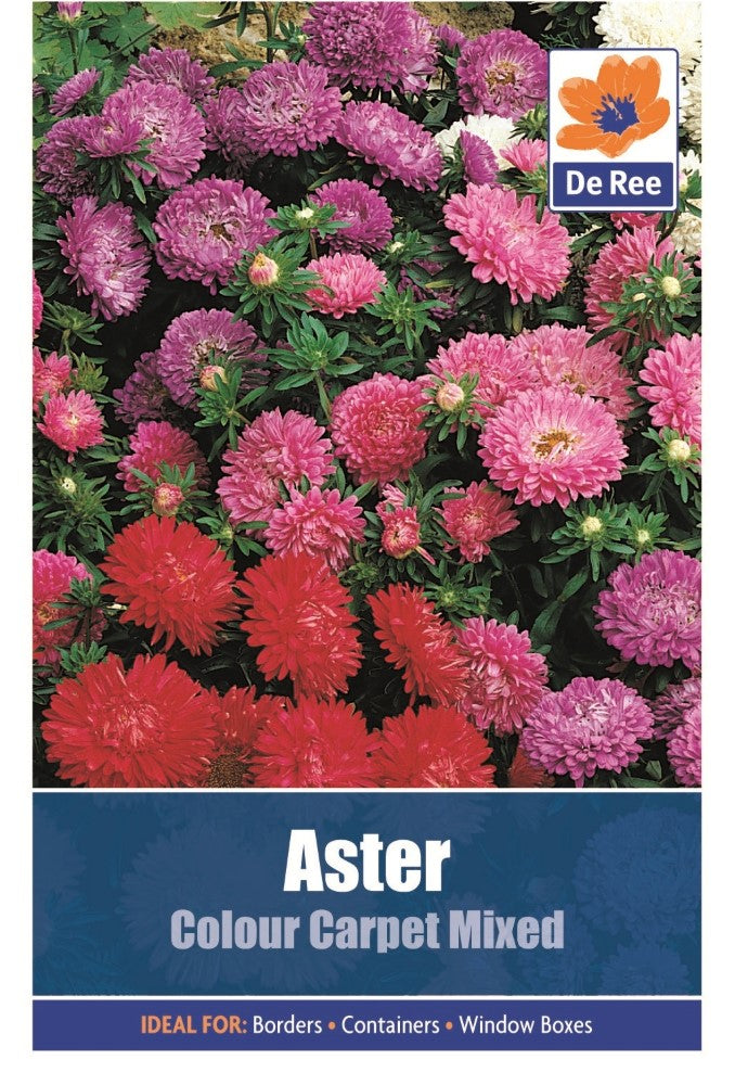 Aster: Colour Carpet Mixed Seeds