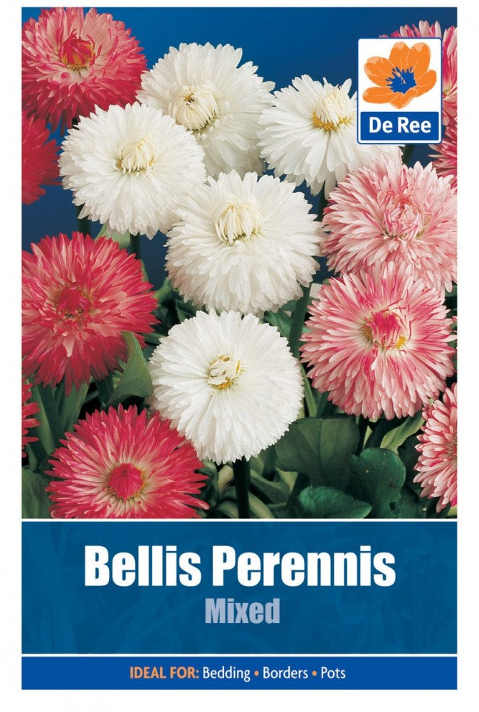 Bellis Perennis: Mixed