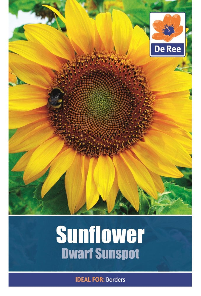 Sunflower: Dwarf Sunspot Seeds
