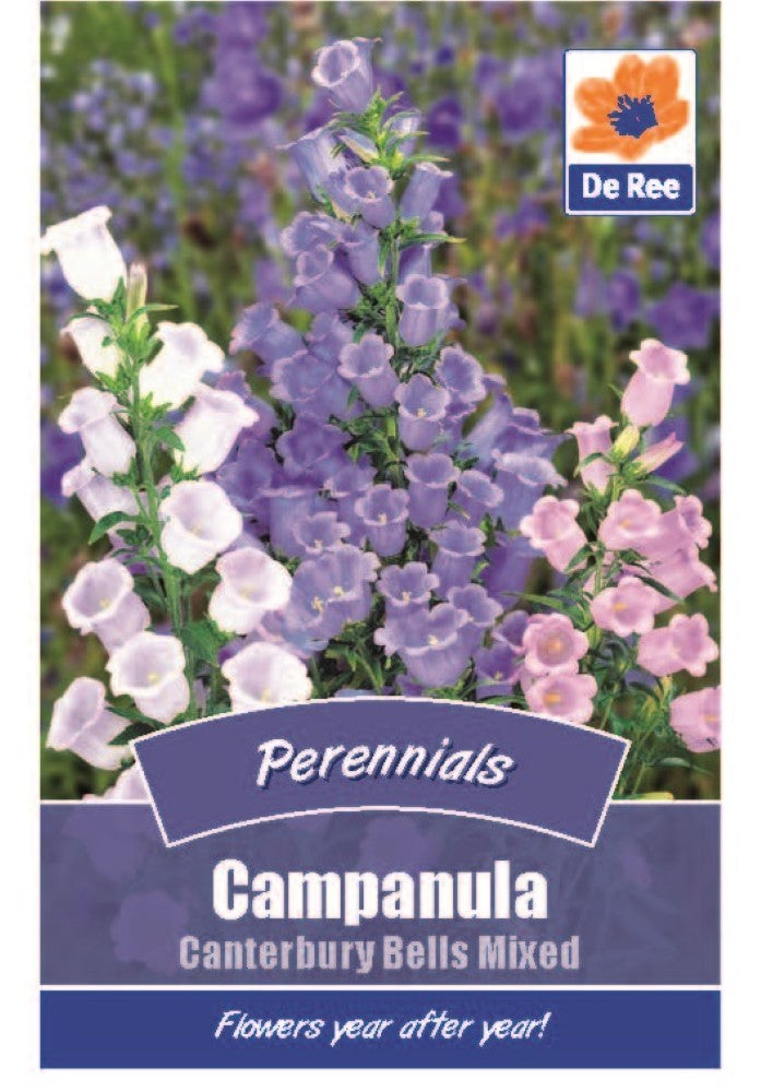 Campanula: Canterbury Bells Mixed Seeds