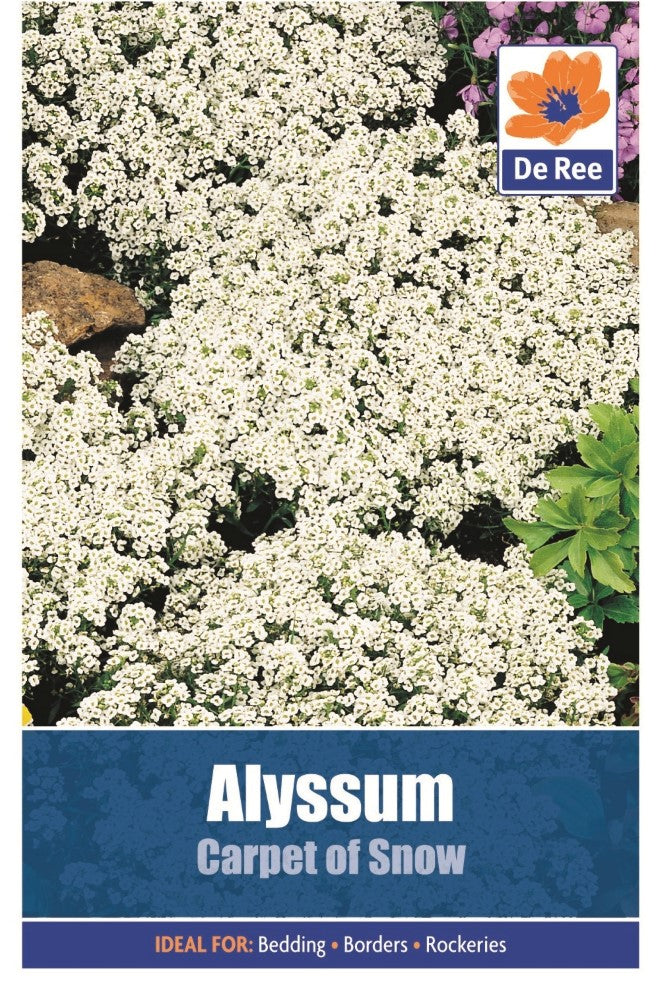 Alyssum: Carpet of Snow Seeds
