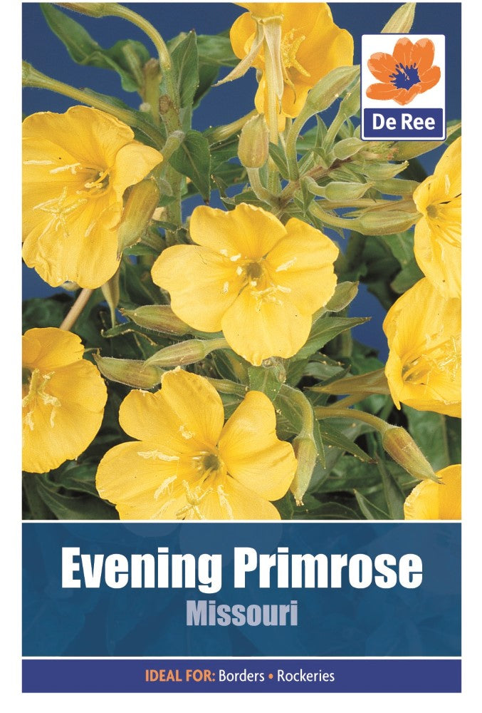 Evening Primrose: Missouri Seeds