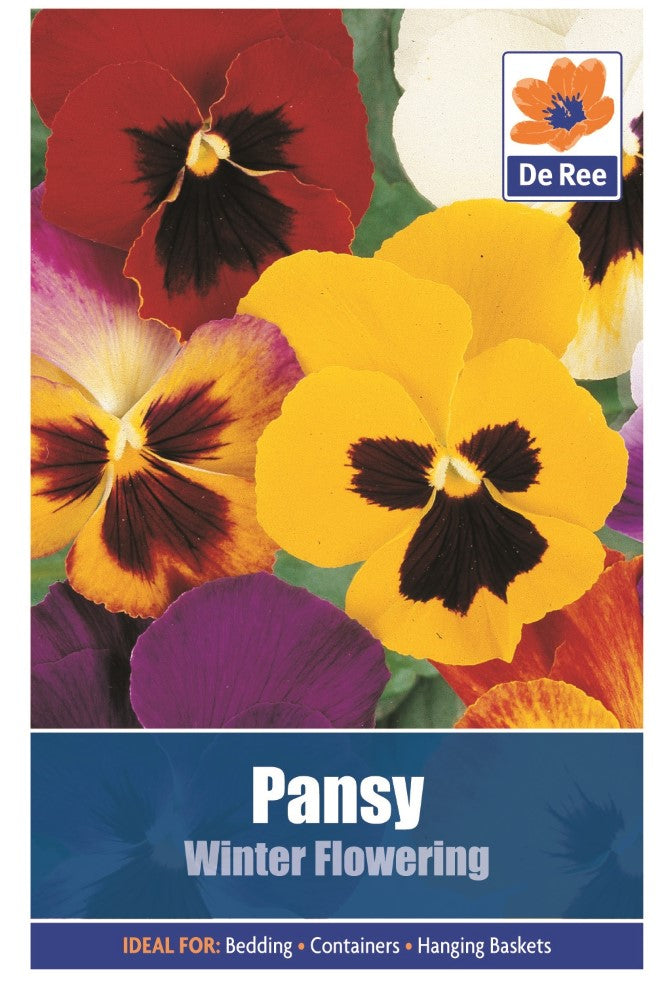Pansy: Winter Flowering Seeds