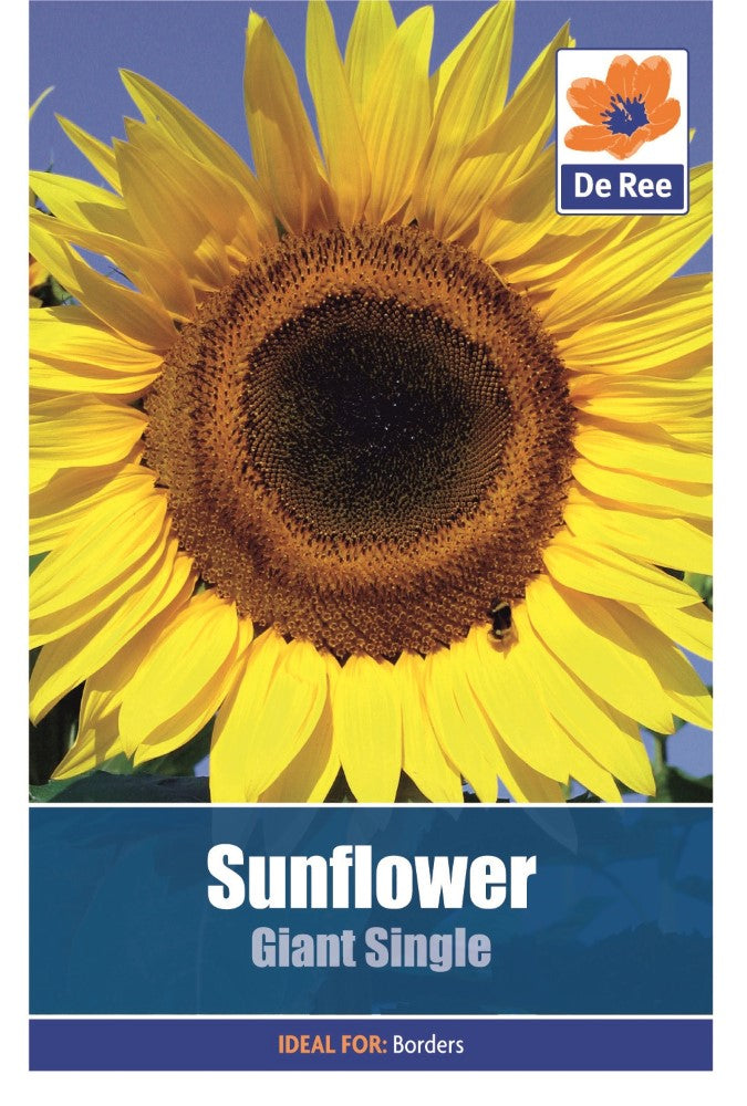 Sunflower: Giant Single Seeds