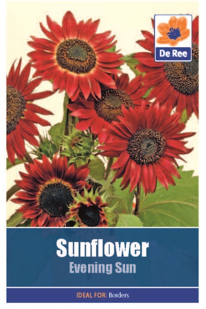 Sunflower: Evening Sun Seeds