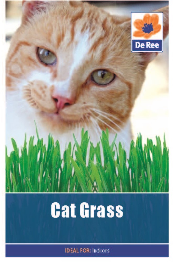 Cat Grass Seeds