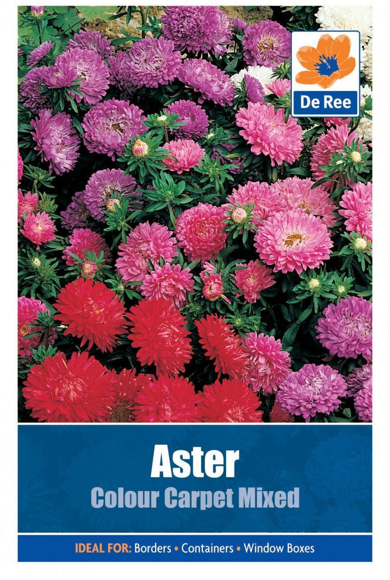 2 PACKS of ASTER Colour Carpet Mixed FLOWER Garden SEEDS