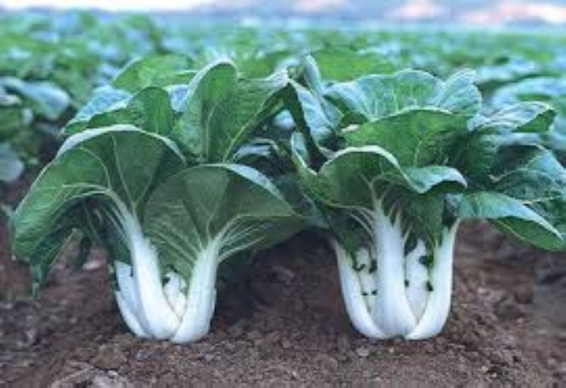 Pak Choi: White Stemmed Seeds