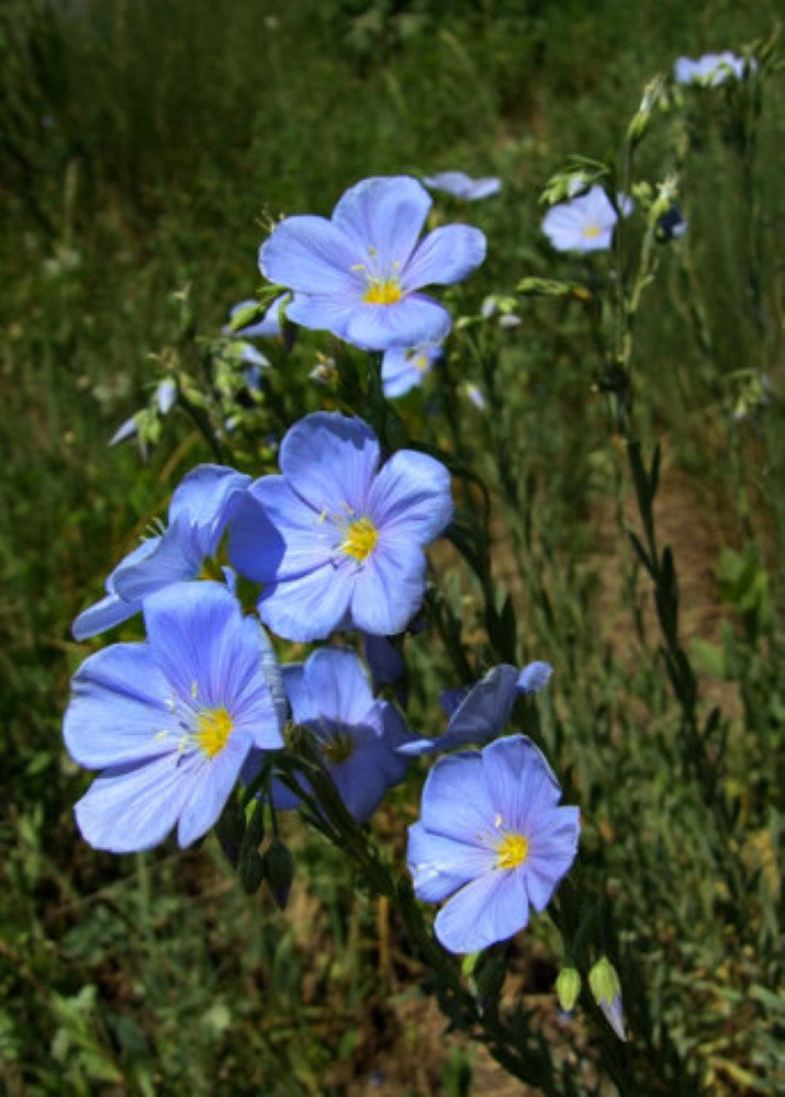 Linum Perenne: Sapphire Blue Seeds