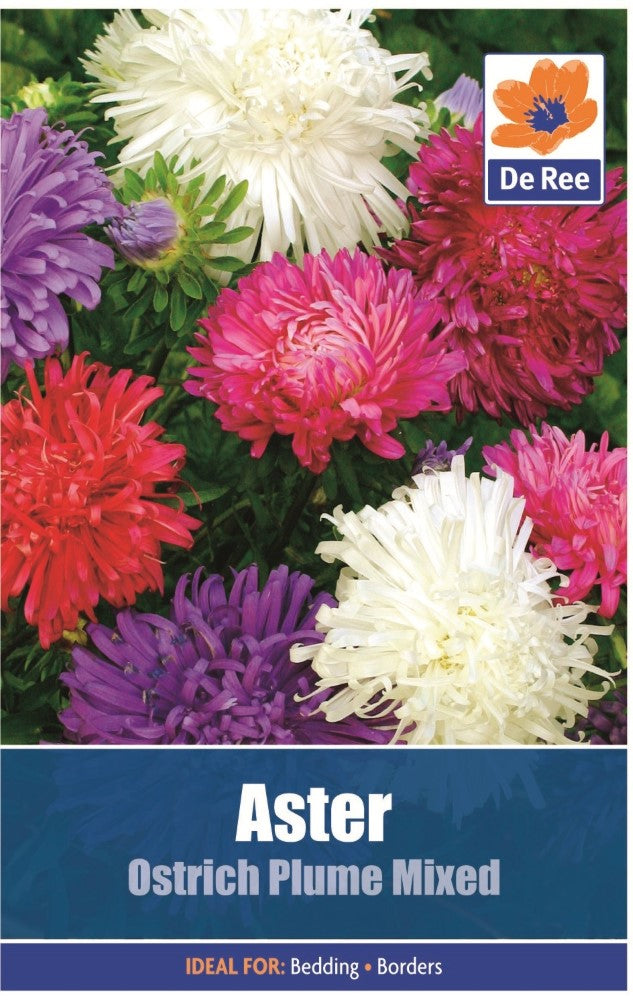 Aster: Ostrich Plume Mixed Seeds