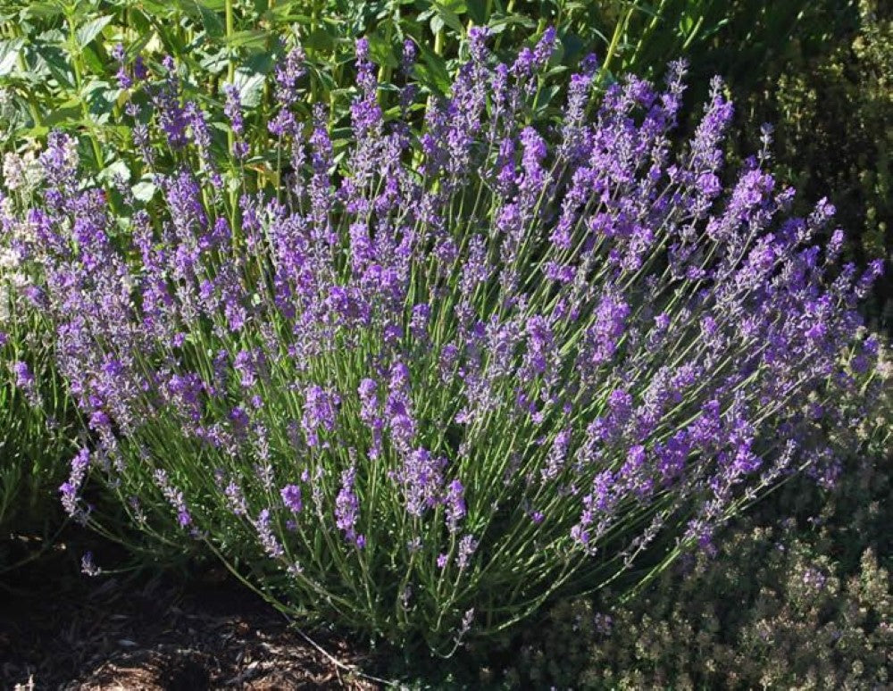 Lavender: Blue Fragrance Seeds