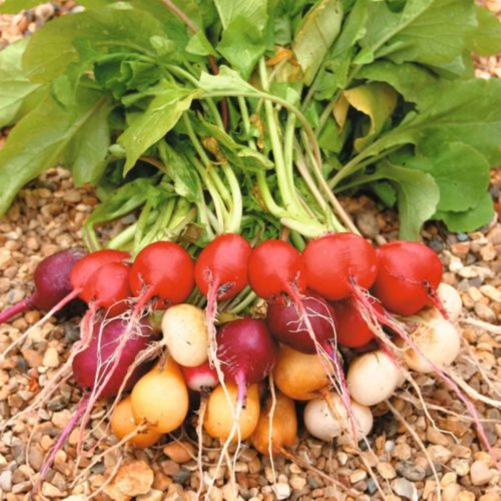 Radish: Round Varieties Mixed Seeds