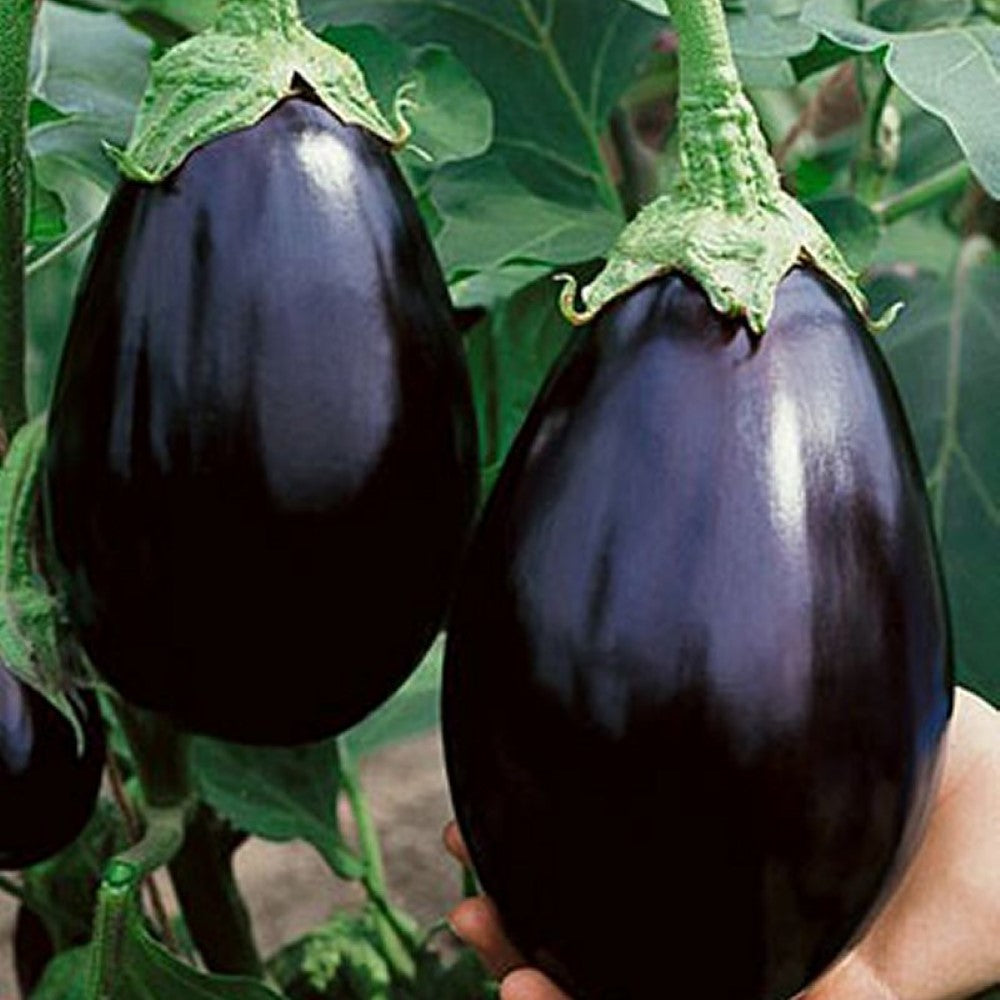 Aubergine: Black Beauty