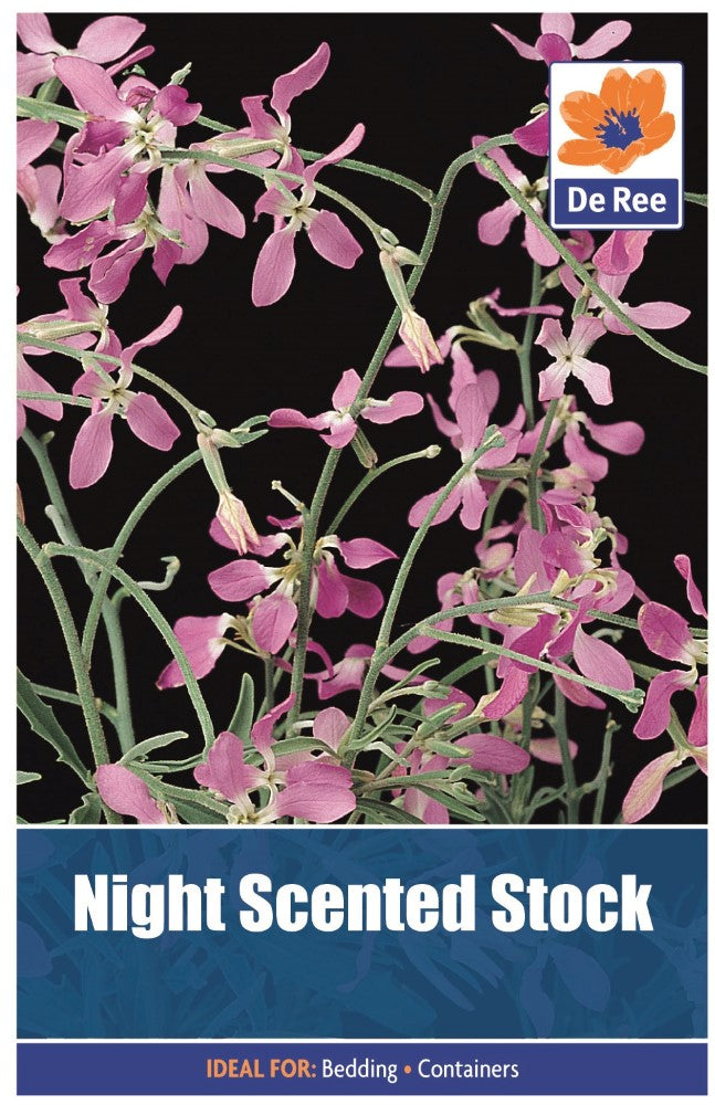 Night Scented Stock Seeds